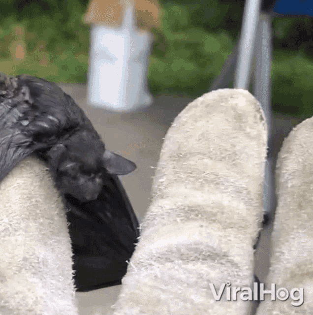 a bat laying on a person 's feet with the words viralhog visible