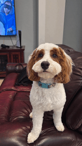 Dog Meme - Dog - Discover & Share GIFs