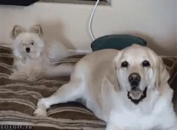 Getting So Turnt Your Friends Can'T Stand You GIF - Dogs Tail Bite GIFs