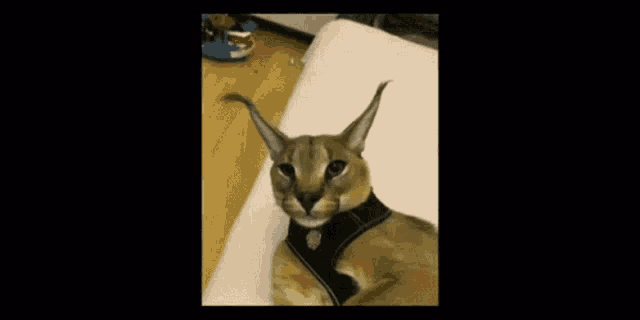 a close up of a cat 's face with its mouth open