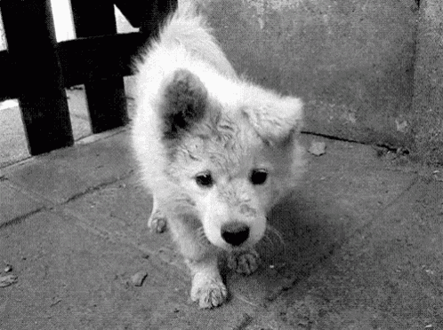 a black and white photo of a small white dog standing on the ground .