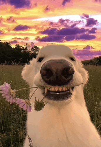 a dog is holding a flower in its mouth and smiling