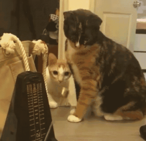 Cat Play GIF - Cat Play Metronome GIFs