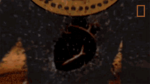 Beating Heart Lost Treasures Of Egypt GIF - Beating Heart Lost Treasures Of Egypt Heartbeat GIFs