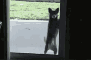 a black dog is standing on its hind legs in a doorway .