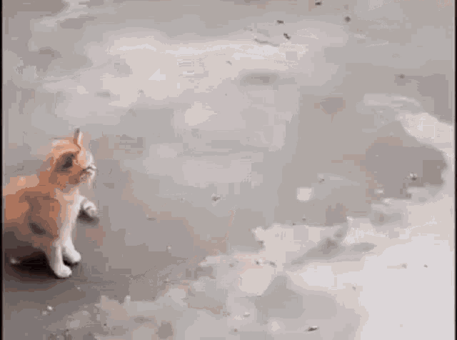 Cat Puppies GIF - Cat Puppies GIFs