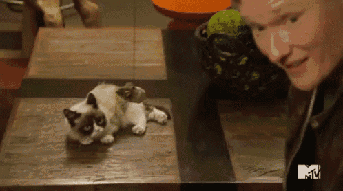a grumpy cat laying on a table next to a man with a mtv logo in the background