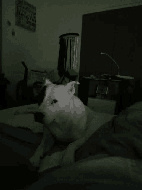 a black and white dog is laying on a bed