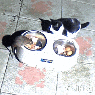 Sharing A Meal Viralhog GIF - Sharing A Meal Viralhog Eating GIFs