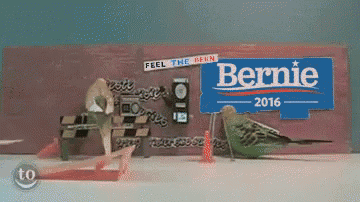 two parakeets are standing in front of a bernie 2016 sign