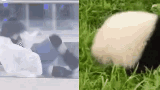 a panda bear is standing in the grass next to a man .