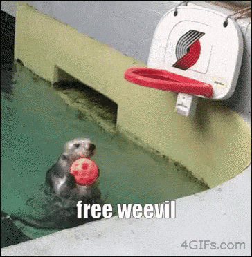 a sea otter holding a red ball in a pool with the words free weevil written on the bottom