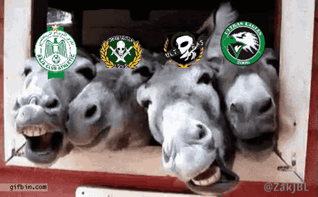 a group of donkeys with logos on their faces including ultras eagles and ajax club athletic