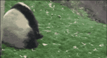 Panda Assassin GIF - Panda Assassin Hunter GIFs