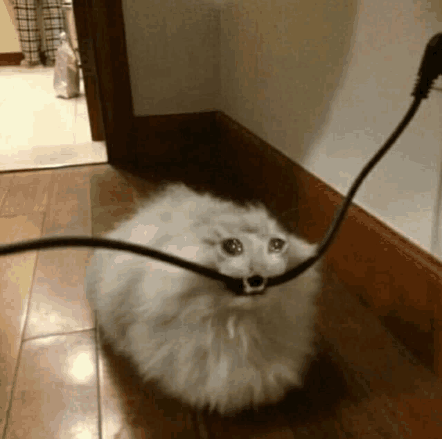 a fluffy white cat is sitting on a wooden floor next to a power cord .