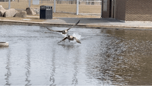 a duck is flying over a body of water with a trash can in the background