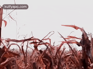 a close up of a field of tall grass with a white sky in the background .