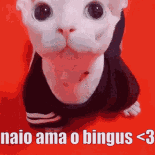 a white cat wearing a black sweater is sitting on a red surface .