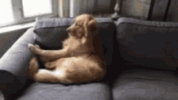 a dog is laying on a couch with its paws on the arm rests .
