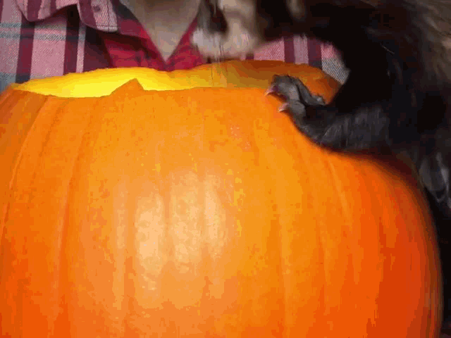 a cat 's paw is sticking out of a pumpkin being carved