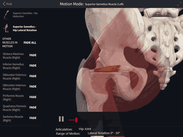 Superior Gemellus Hip GIF - Superior Gemellus Hip Lateral Rotation GIFs