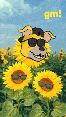 a cartoon dog wearing sunglasses and a hat is surrounded by sunflowers with gm written on the bottom