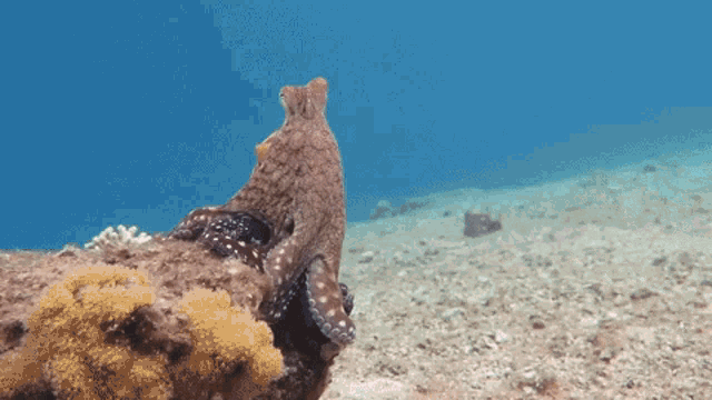 Octopus Marine Life GIF - Octopus Marine Life Sea Life GIFs