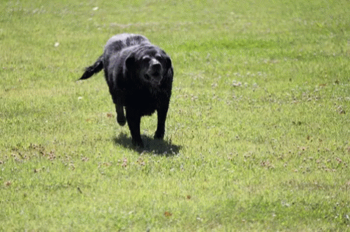 Dog Running Tongue Out GIF - Dog Running Dog Running GIFs