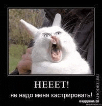 a white cat with its mouth open is being held in a person 's arms .