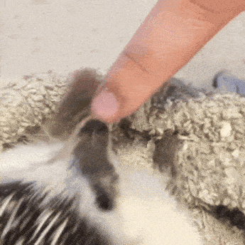 a close up of a person 's finger touching a cat 's nose