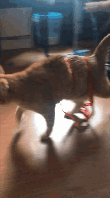 a dog wearing a red leash is walking on the floor