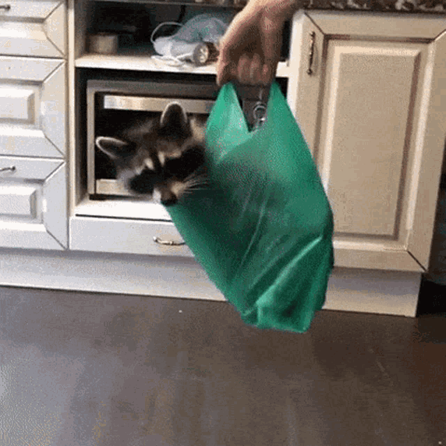 Raccoon Animal GIF