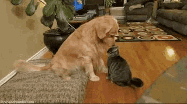 a dog is playing with a cat in a living room .
