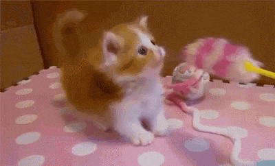 a brown and white kitten is playing with a toy on a pink and white polka dot mat .