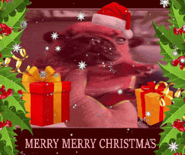 a merry merry christmas card with a pug wearing santa hat