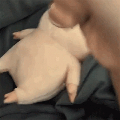 Pig Fist GIF - Pig Fist Angry GIFs