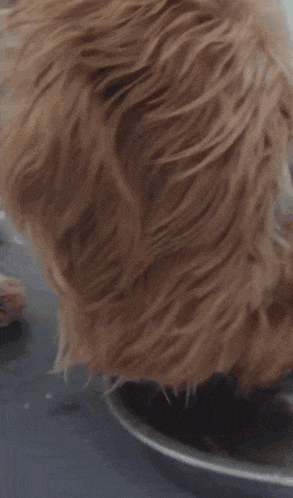 a close up of a dog eating out of a plate