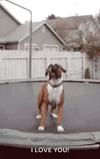 a dog is jumping on a trampoline and saying i love you