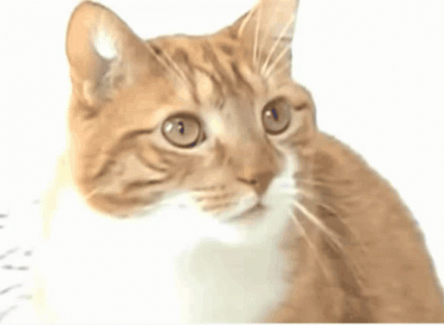 Funny Cats GIF - Funny Cats GIFs