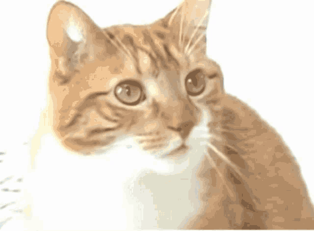 a close up of a cat with a white background