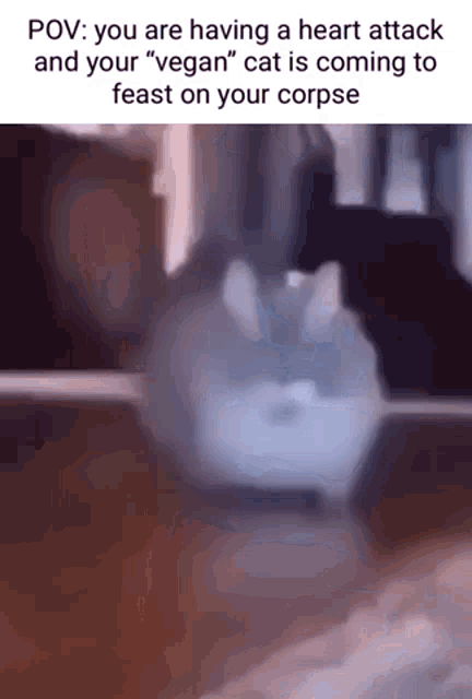 Vegan Cat GIF - Vegan Cat GIFs