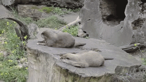 a couple of otters laying on a stump in the grass