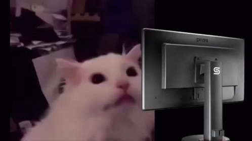 Cat Blind Flashbang Light Mode GIF - Cat Blind Flashbang Light Mode GIFs