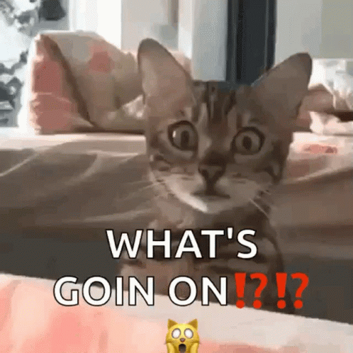 Cute Cat GIF - Cute Cat Peep GIFs