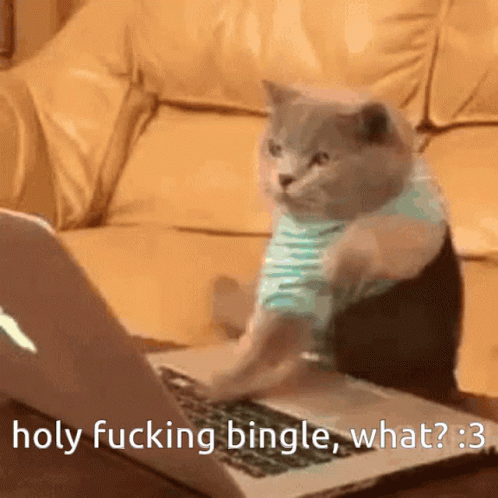 Bingle Cat GIF - Bingle Cat Meme GIFs