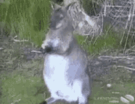a close up of a kangaroo standing in the grass