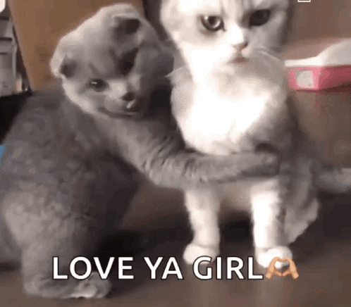 Love Cats Cat GIF - Love Cats Cat Cute GIFs