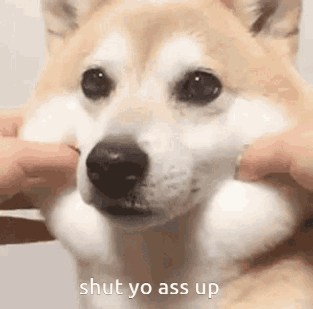 a close up of a dog 's face with the words shut yo ass up below it
