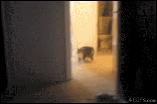 He Hate Mirrors. GIF - Cats Dumb Funny GIFs