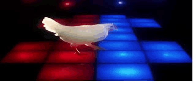 a white chicken is dancing on a dance floor in a dark room .